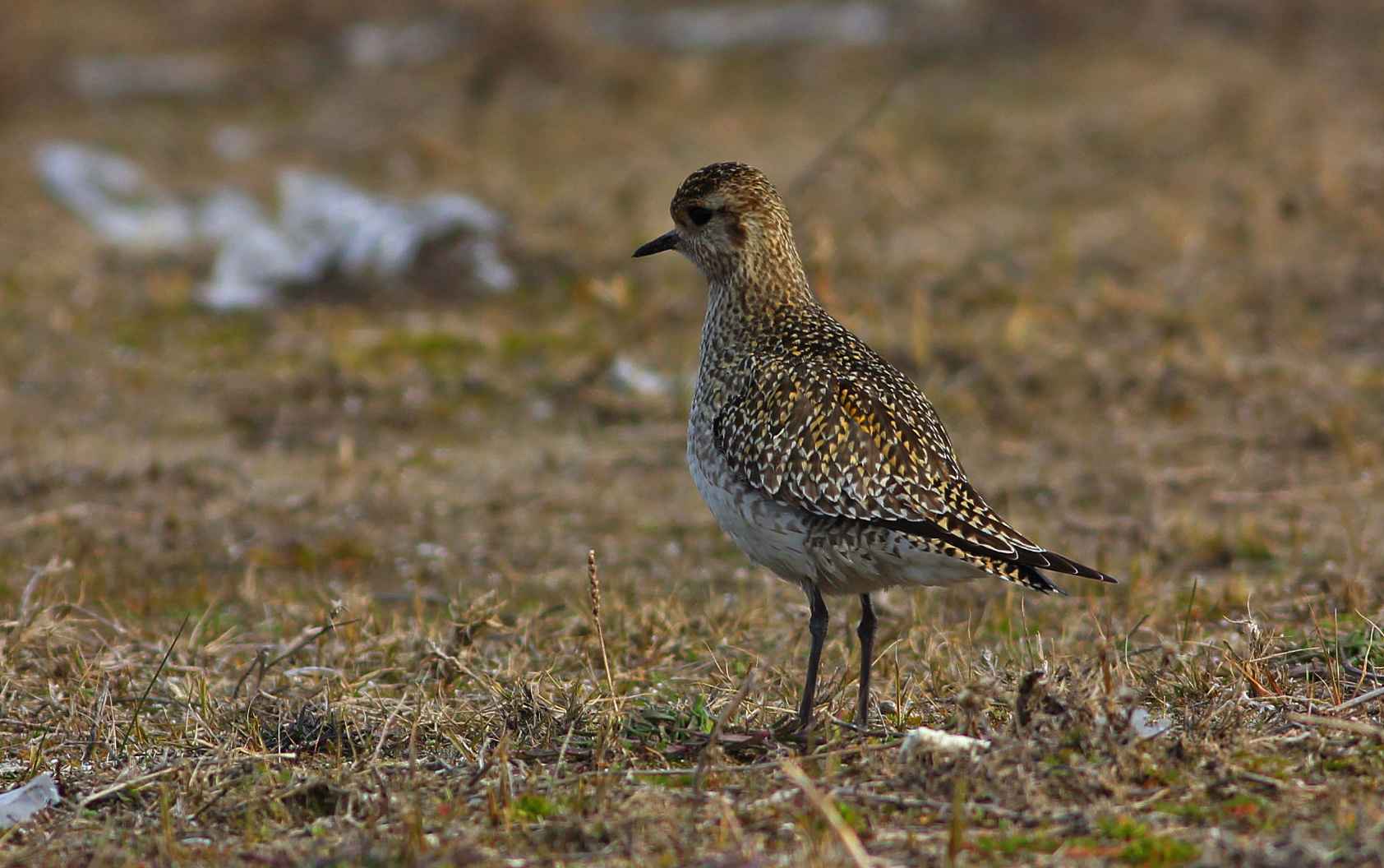 European Golden-Plover